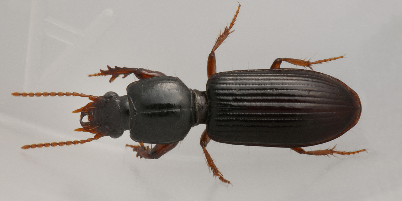 Carabidae:  Clivina fossor